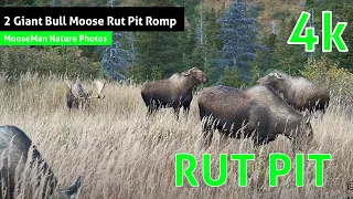 2 Giant Bull Moose Rut Pit Romp! Gets the Cows Riled Up