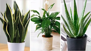 Top 8 Indoor Plants for Air Purification Recommended by NASA