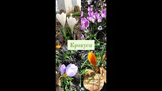 Весняна краса на дачі🌸Переробила клумбу, саджаю гепатику #flowers #2024 #дача