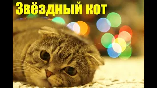 Звёздный кот