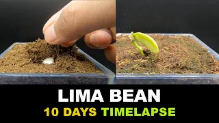 Growing Lima Bean - Time Lapse - 10 Days