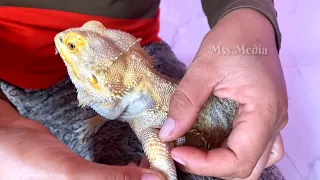Introducing the Bearded Dragon😳 Shocking Facts 2