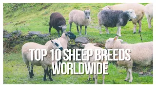 Top 10 Sheep Breeds in the World: Top Picks for Meat & Wool