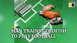 Chinese man trains goldfish to play football