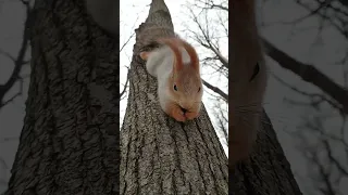 Белка ест орешки / Squirrel eats nuts