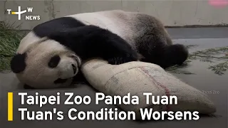 Taipei Zoo Panda Tuan Tuan's Condition Worsens | TaiwanPlus News