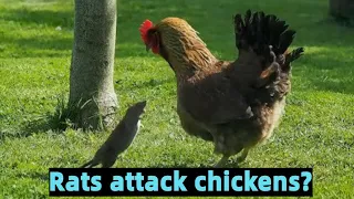 Rats attack chickens