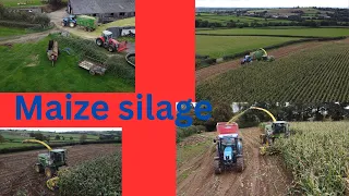Maize silage 2023