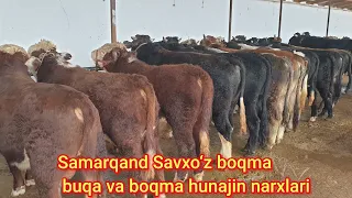 Samarqand Savxo‘z chorva bozori boqma buqa va  hunajin ko‘chat buqachalar narxlari bilan tanishing