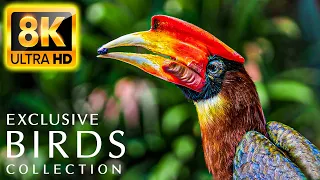 EXCLUSIVE BIRDS COLLECTION 8K ULTRA HD - Strange Birds WITH RELAXING NATURAL SOUNDS