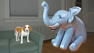 Puppy vs Giant Elephant & Baby Elephant Invasion Prank
