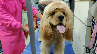 dematting and hair styling of cocker spaniel | dog grooming in nepal