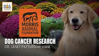 Morris Animal Foundation's Dog Cancer Research | Dr. Janet Patterson-Kane Deep Dive