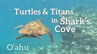 Turtles and titan scorpionfish at Shark's Cove