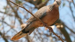 Calls of a Spotted Dove - HD Audio