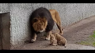 Første kuld løveunger møder deres far | Copenhagen Zoo