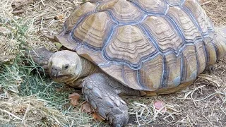 Turtles at SkunkApe