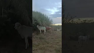 Young cows eating cogon grass. Cattle Farming. #shorts #baka #bakahan @TheWeekendFarmerPH