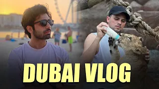 Dubai Vlog - Zayn Saifi with lions | Talib Saifi