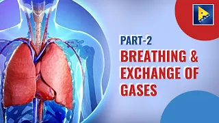 Breathing and Exchange of Gases : Episode 02