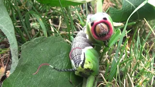 Alien Caterpillar - Puss moth (Cerura vinula)