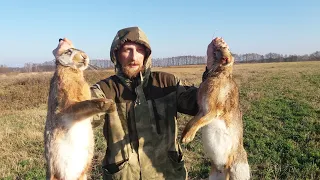 КРАСИВАЯ ОХОТА НА ОГРОМНЫХ ЗАЙЦЕВ!!! beautiful hunting 2018 - 2019