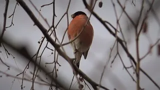 Hýl obecný (Pyrrhula pyrrhula) Eurasian bullfinch, Снегирь, Gimpel, Gil zwyczajny, Hýľ obyčajný