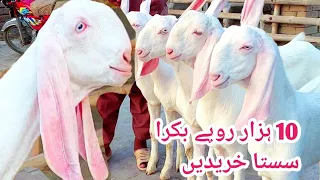 #MashaAllah VIP Rajan Puri Goat Qurbani 2024 Special Video from #Bakra Mandi Shahzaib Goat Farm