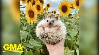 Everything you need to know before you get a hedgehog l GMA