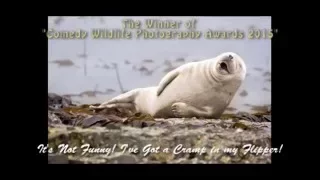 Funny - The Winner of "Comedy Wildlife Photography Awards 2015"