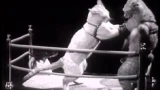 Classic old Cat Boxing Match