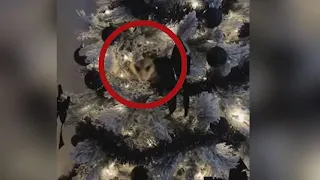 Woman finds opossum hiding in her Christmas tree. Here’s what happened next
