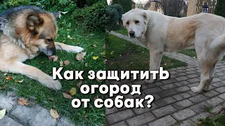 Огород для владельцев собак / Как защитить огород от собак?