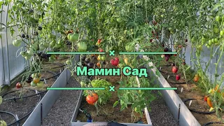 Обзор сортов томатов закрытого грунта 5 августа 2022 г  Часть 1