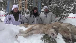 Отзыв охотников (охота на волка 2019г) Winterjagd auf Wolf