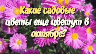 Какие цветы цветут до морозов.Какие садовые цветы цветут в октябре.Неприхотливые садовые цветы.