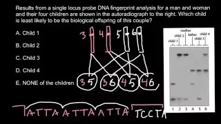 DNA Paternity Testing - theory explained 2