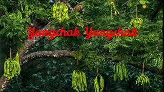 Yongchak Yongchak | Manipuri Rhymes |