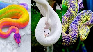 10 SERPIENTES Hermosas Con COLORES Más UNICOS