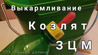 Искусственное выкармливание козлят. ЗЦМ для козлят.