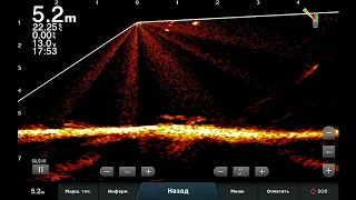 Livescope     Стая леща в корягах