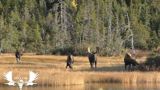 25 Years In The Waiting Moose Hunt.