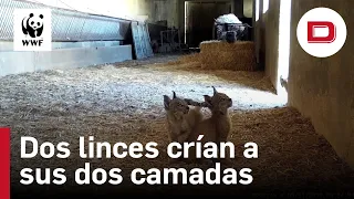 Dos hembras de lince crían a sus dos camadas de seis cachorros en un pajar de C. Real