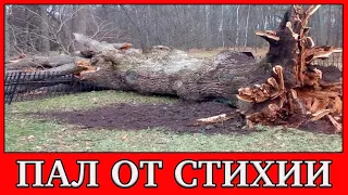 Ураган уничтожил дуб Тургенева в Орловской области. Дереву насчитывалось 198 лет