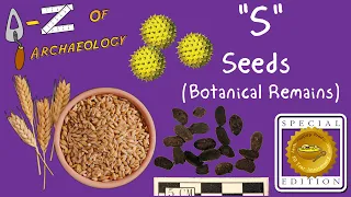 A-Z of Archaeology: 'S - Seeds (Botanical Remains)' (Special Edition)