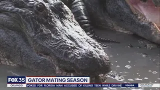 Alligator mating season begins