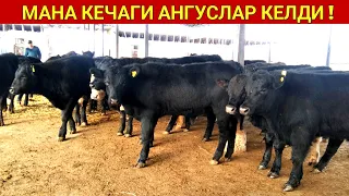 МАНА КЕЧАГИ АНГУСЛАР ХОРАЗМГА КЕЛДИ !!! ХОРАЗМ БОЗОР