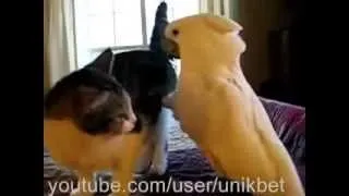 Кот в рабстве у попугая Cat in slavery parrot. Супер ржач!