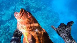 Monster Coral Trouts Spearfishing - Catch & Cook (Centipede Reef, Townsville) Ep.24