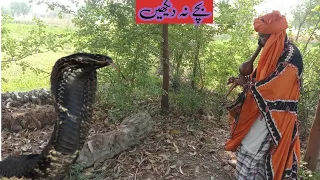 Safdar Jogi caught the dangerous snake from the grass. The snake came after hearing the music|cobra